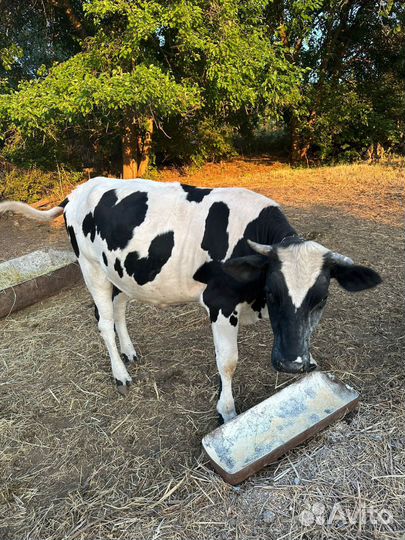 Продаю годовалых телок, цена за голову