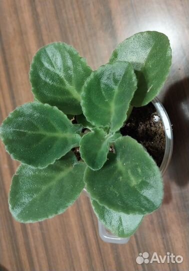 Фиалка Букет невесты на любое пожелание