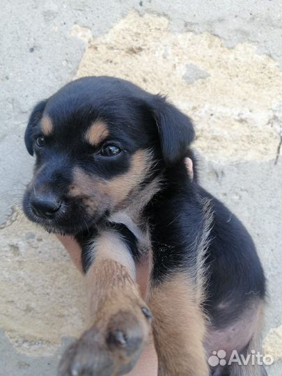 Щеноки в добрые руки