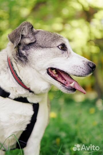 Спокойная собака-компаньон из приюта