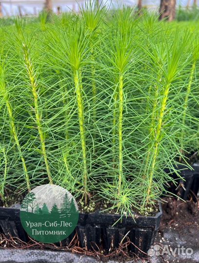 Сосна зкс окс сеянцы Ель Лиственница Голуб Горная