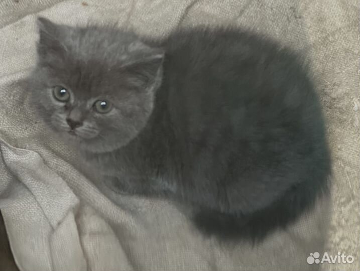Котята в добрые руки даром бесплатно