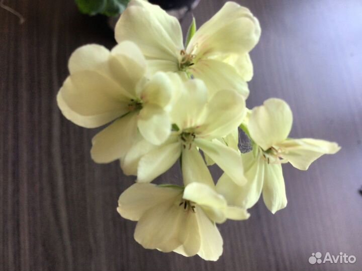 Пеларгония пятнистая Укорененный черенок