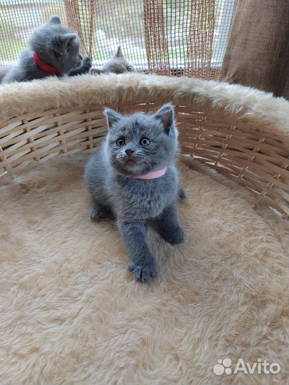 Британские котята