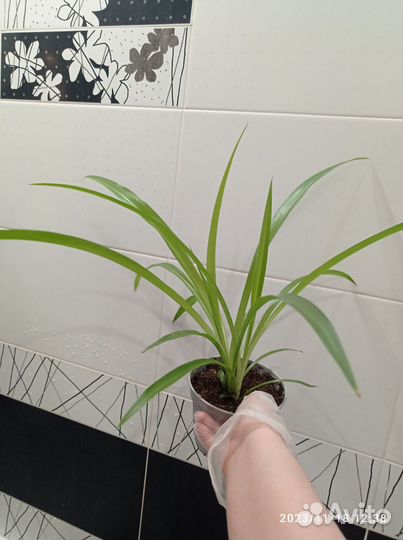 Хлорофитум