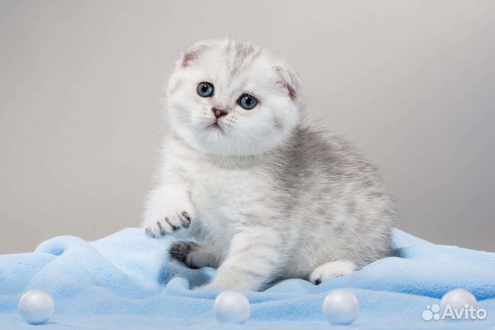 Вислоухие шиншиллы