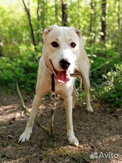 Сын алабая в добрые руки