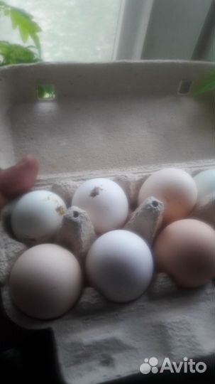 Яицо домашнее