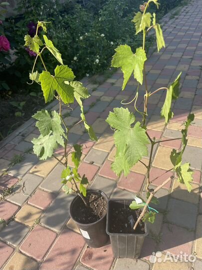 Виноград и саженцы садовых растений