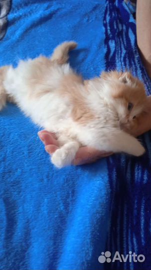Кошки и коты