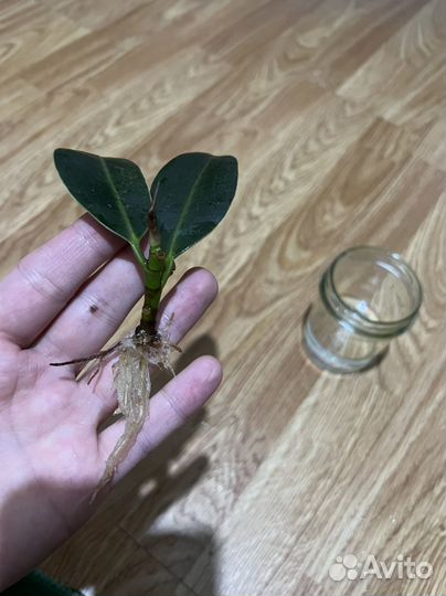 Фикус каучуконосный эластика