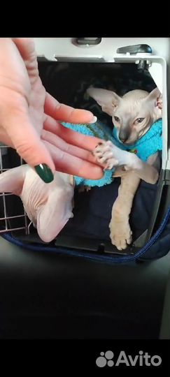 Зоотакси, перевозка животных.Город/межгород