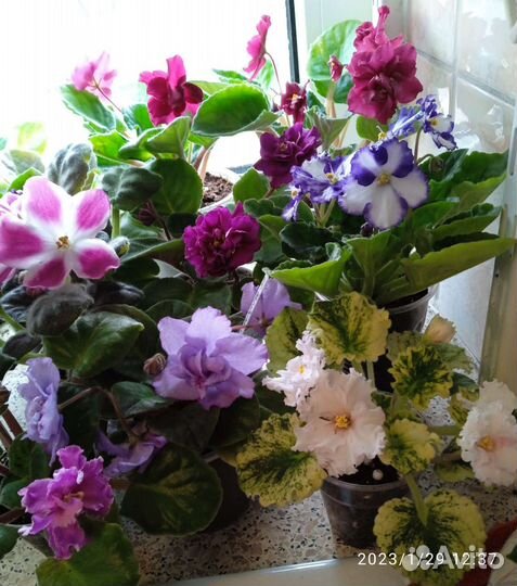 Фиалки цветущие, детки, листики