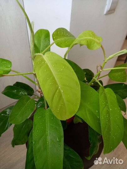 Сциндапсус,Филод-н Голди Лок, Хлорофитум