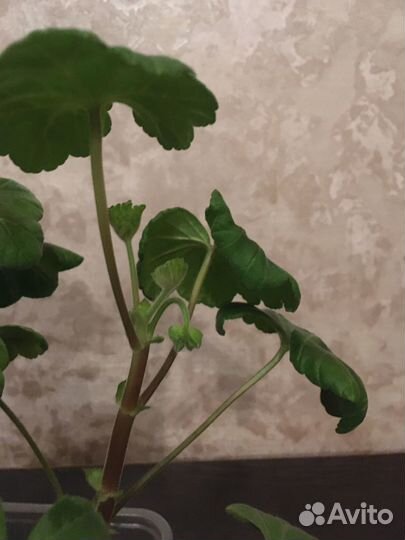 Герань (пеларгония)