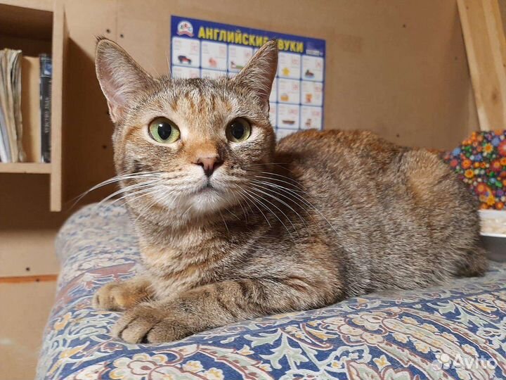 Кисульки лампампульки