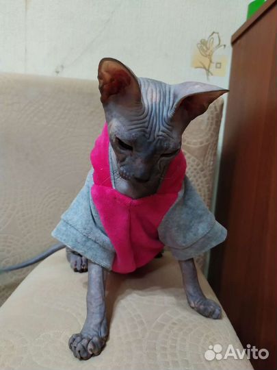 Велюровая толстовка для животных