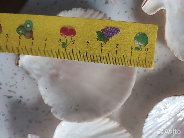 Ракушка гребешка