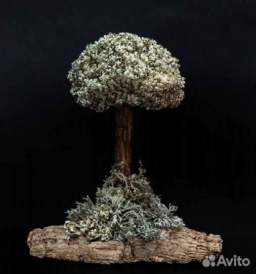 Живые деревья из Цетрарии