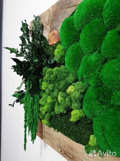 Картина из стабилизированного мха и растений