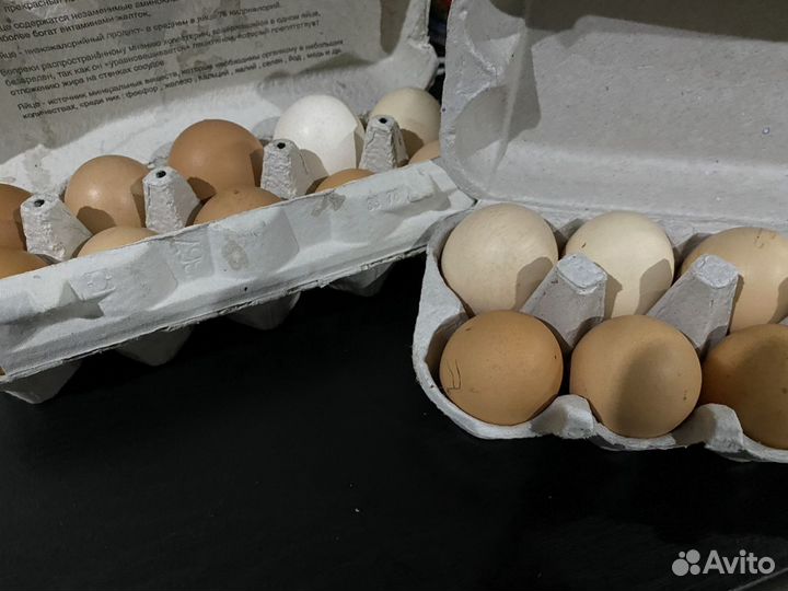 Яйцо домашнее