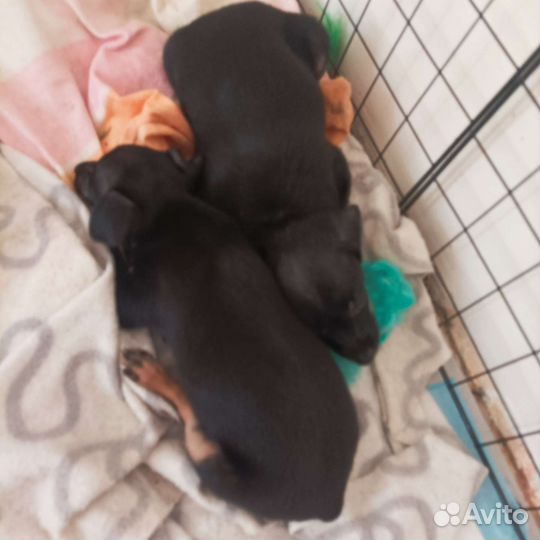 Той-терьер щенки