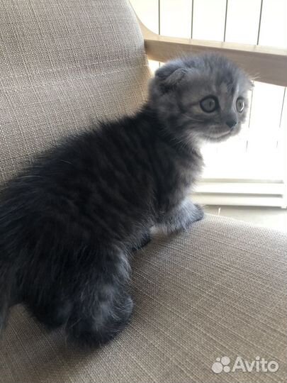 Шотландский вислоухий котенок