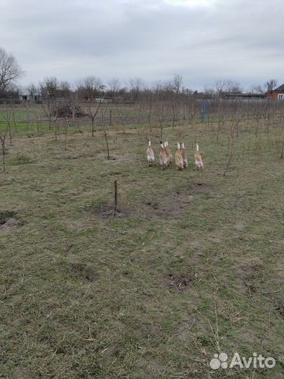 Утята породы индийский бегунок