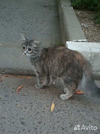 Кошечка в добрые руки