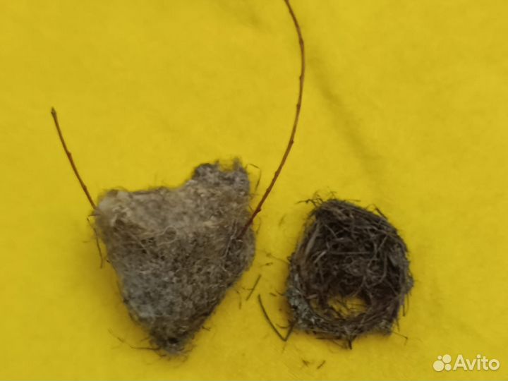 Гнезда лесных птиц