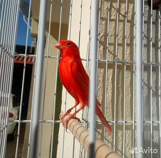 Кенары поющие(питомник экзотических птиц)