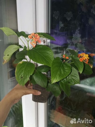 Лантана. Шлюмбергера, Декабрист, Роза