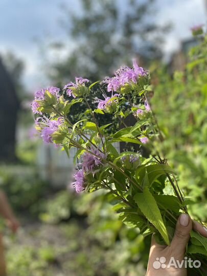 Монарда лимонная Диана