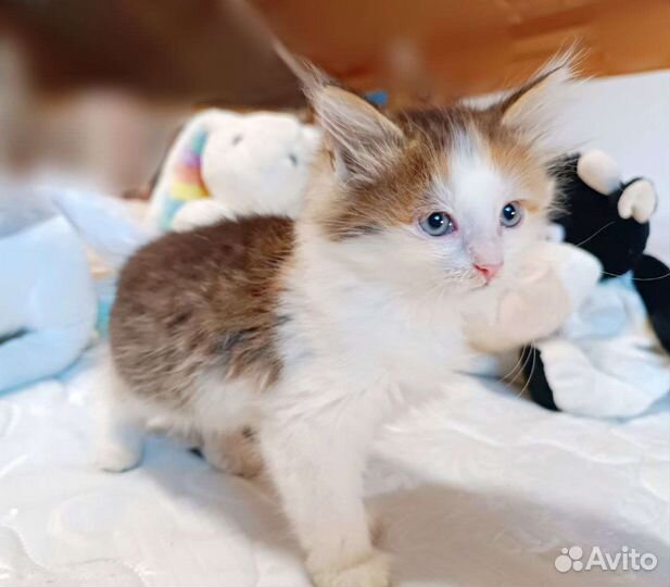 Котята в добрые руки бесплатно