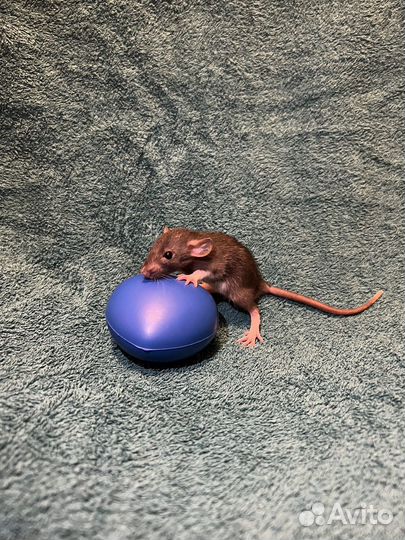 Две девчушки крысульки