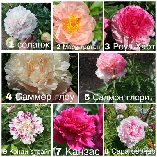 Пионы корни