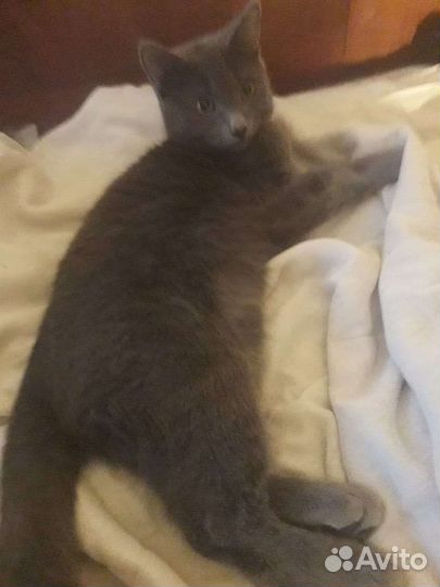 Подросток метис русской голубой в дар 6 мес