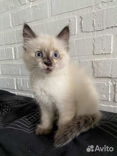 Котята ищут дом