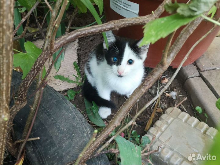Котята в добрые руки бесплатно