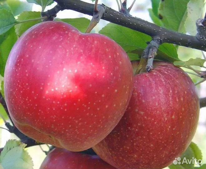 Саженцы яблонь