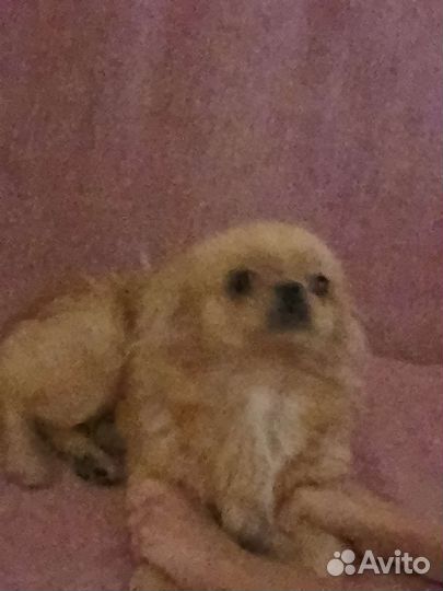 Щенок помесь пекинеса и японского хина