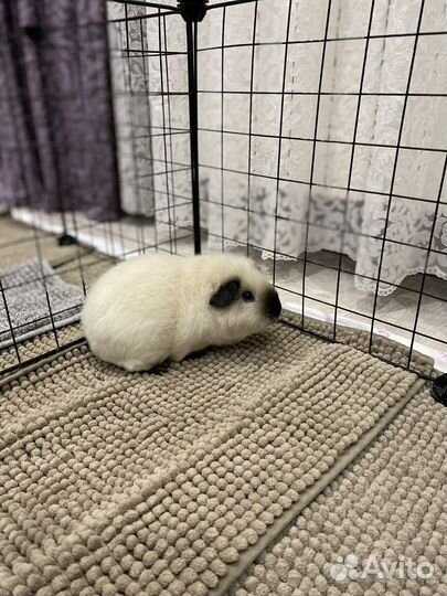 Морские свинки тедди