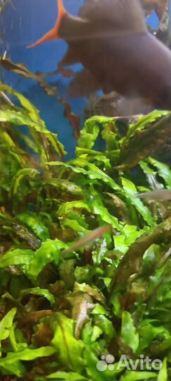 Криптокорина вендта