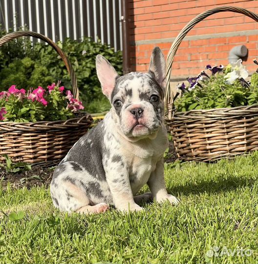 Французский бульдог мерле