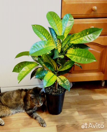 Кротон взрослый и детки