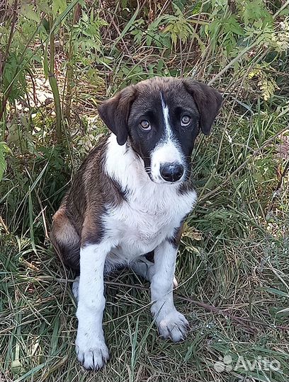 Щенок доброму человеку