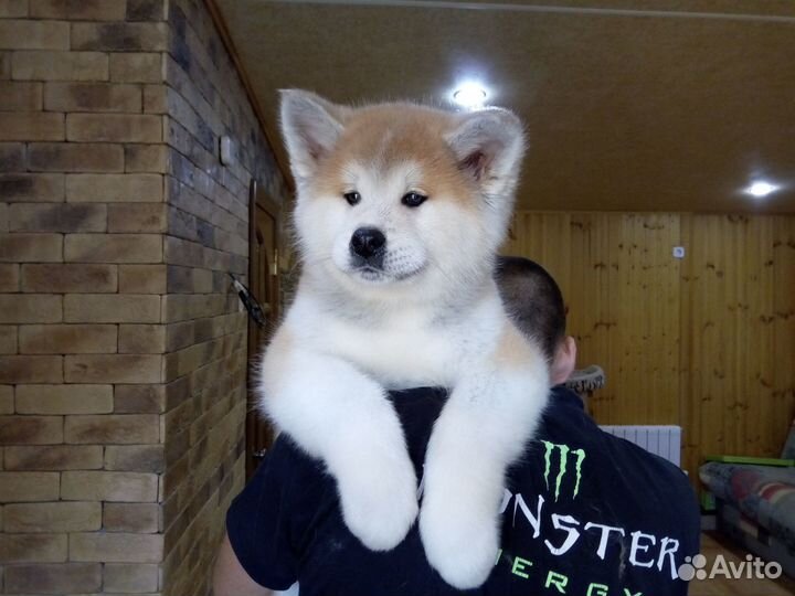 Японская акита мальчик белый. и рыжие