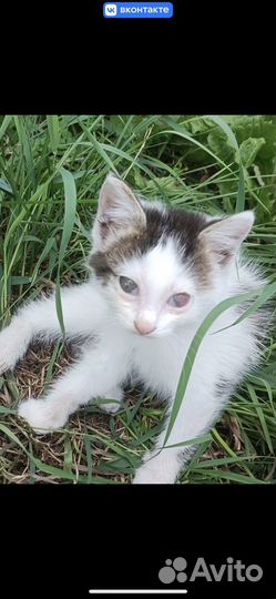 Котенок
