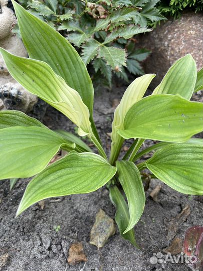 Хоста белое перо