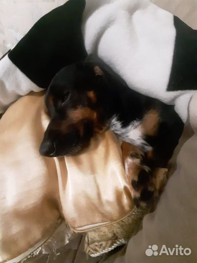 Такса в добрые руки